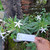Ki tolod (Hippobroma longiflora) Kitolod - Madam Fate, 90 Grams