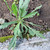 Ki tolod (Hippobroma longiflora) Kitolod - Madam Fate, 180 Grams