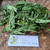 Ki tolod (Hippobroma longiflora) Kitolod - Madam Fate, 360 Grams