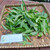 Ki tolod (Hippobroma longiflora) Kitolod - Madam Fate, 360 Grams