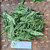 Ki tolod (Hippobroma longiflora) Kitolod - Madam Fate, 360 Grams