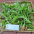 Ki tolod (Hippobroma longiflora) Kitolod - Madam Fate, 360 Grams