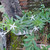 Ki tolod (Hippobroma longiflora) Kitolod - Madam Fate, 780 Grams