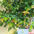 Dewandaru (Eugenia uniflora) Surinam Cherry, 90 Grams