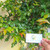 Dewandaru (Eugenia uniflora) Surinam Cherry, 90 Grams