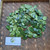 Dewandaru (Eugenia uniflora) Surinam Cherry, 360 Grams