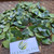 Dewandaru (Eugenia uniflora) Surinam Cherry, 360 Grams