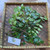 Dewandaru (Eugenia uniflora) Surinam Cherry, 360 Grams