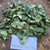 Dewandaru (Eugenia uniflora) Surinam Cherry, 360 Grams