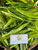 Suji Hijau ( Dracaena angustifolia ) Narrow-Leaf Dragon Tree, 90 Grams
