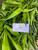 Suji Hijau ( Dracaena angustifolia ) Narrow-Leaf Dragon Tree, 90 Grams