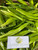 Suji Hijau ( Dracaena angustifolia ) Narrow-Leaf Dragon Tree, 360 Grams