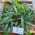 Suji Hijau ( Dracaena angustifolia ) Narrow-Leaf Dragon Tree, 360 Grams