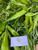 Suji Hijau ( Dracaena angustifolia ) Narrow-Leaf Dragon Tree, 600 Grams