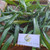 Suji Hijau ( Dracaena angustifolia ) Narrow-Leaf Dragon Tree, 600 Grams