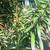 Suji Hijau ( Dracaena angustifolia ) Narrow-Leaf Dragon Tree, 600 Grams