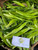 Suji Hijau ( Dracaena angustifolia ) Narrow-Leaf Dragon Tree, 780 Grams
