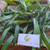 Suji Hijau ( Dracaena angustifolia ) Narrow-Leaf Dragon Tree, 780 Grams