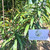 Suji Hijau ( Dracaena angustifolia ) Narrow-Leaf Dragon Tree, 780 Grams