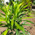 Suji Hijau ( Dracaena angustifolia ) Narrow-Leaf Dragon Tree, 780 Grams