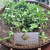 Telang (Clitoria ternatea) Asian Pigeonwings, 90 Grams