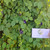 Telang (Clitoria ternatea) Asian Pigeonwings, 180 Grams