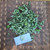 Telang (Clitoria ternatea) Asian Pigeonwings, 180 Grams