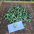 Telang (Clitoria ternatea) Asian Pigeonwings, 180 Grams