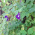 Telang (Clitoria ternatea) Asian Pigeonwings, 360 Grams