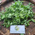 Telang (Clitoria ternatea) Asian Pigeonwings, 360 Grams