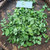 Telang (Clitoria ternatea) Asian Pigeonwings, 780 Grams