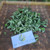 Telang (Clitoria ternatea) Asian Pigeonwings, 780 Grams