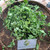Telang (Clitoria ternatea) Asian Pigeonwings, 600 Grams