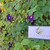 Telang (Clitoria ternatea) Asian Pigeonwings, 600 Grams