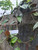 Daun Sirih (Piper Betle) Dried Betel Leaves, 90 Grams
