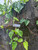 Daun Sirih (Piper Betle) Dried Betel Leaves, 90 Grams