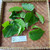 Daun Sirih (Piper Betle) Dried Betel Leaves, 360 Grams