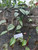 Daun Sirih (Piper Betle) Dried Betel Leaves, 780 Grams