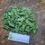Pukul Empat ( Mirabilis Jalapa ) Four o'clock, 180 Grams