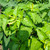 Pukul Empat ( Mirabilis Jalapa ) Four o'clock, 180 Grams