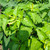Pukul Empat ( Mirabilis Jalapa ) Four o'clock, 360 Grams