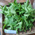 Pukul Empat ( Mirabilis Jalapa ) Four o'clock, 360 Grams