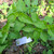 Pukul Empat ( Mirabilis Jalapa ) Four o'clock, 360 Grams