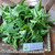 Pukul Empat ( Mirabilis Jalapa ) Four o'clock, 600 Grams