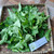 Pukul Empat ( Mirabilis Jalapa ) Four o'clock, 600 Grams