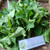 Pukul Empat ( Mirabilis Jalapa ) Four o'clock, 780 Grams
