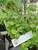 Sirih Cina (Peperomia pellucida), 780 Grams