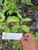 Sambung Nyawa ( Gynura Procumbens ) Longevity Spinach, 600 Grams