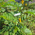 Ketepeng Cina ( Senna Alata ) Candle Bush, 180 Grams