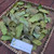 Ketepeng Cina ( Senna Alata ) Candle Bush, 600 Grams